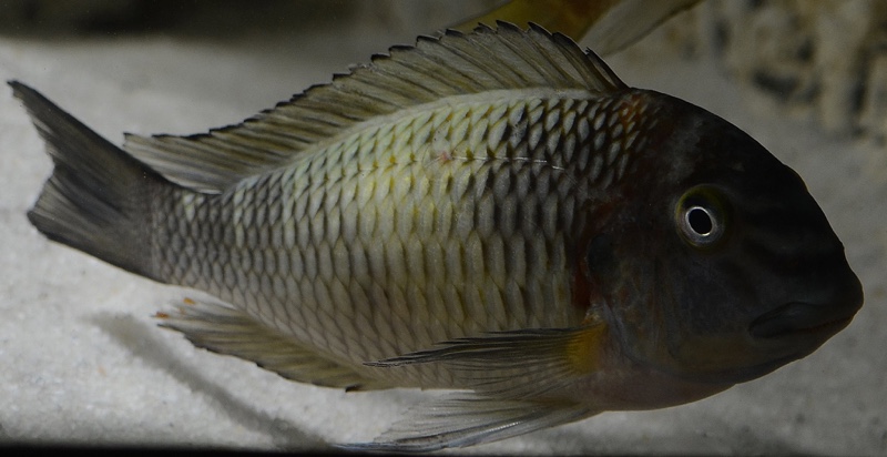 Tropheus sp. 'limespot' Kapampa